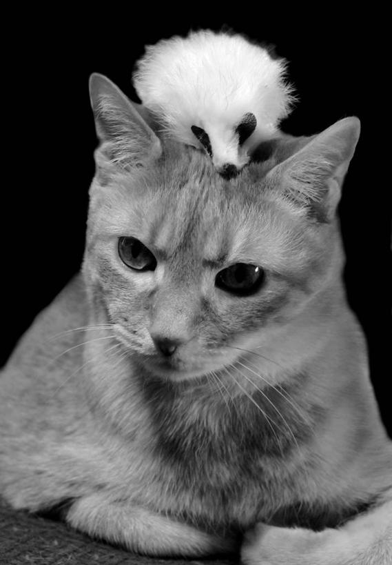 无人,竖图,黑白,特写,纯洁,宠物,猫,玩具,黑色背景,动物,家畜,可爱,童年,童趣,摄影,幽默,协调,鼠,肖像,童真,烂漫,无邪,斑纹猫,天真