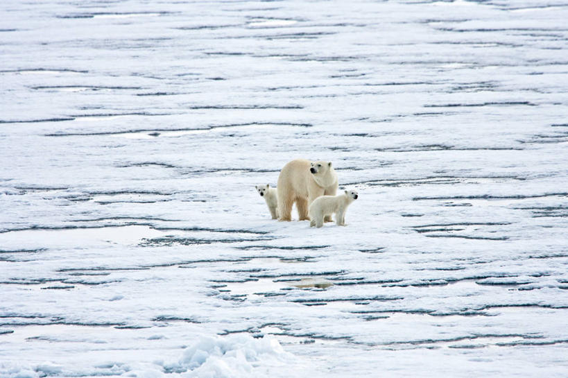 无人,站,横图,室外,白天,雪,北极熊,熊,挪威,三只,冰,小熊,动物,寒冷,摄影,关爱,幼兽,斯瓦尔巴德群岛,彩图