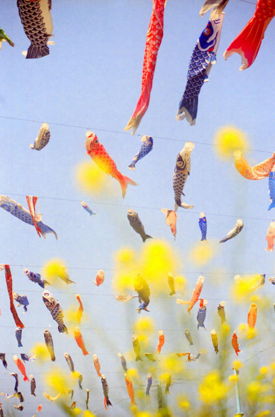 无人,竖图,室外,白天,仰视,锦鲤,日本,丰富,日本文化,半空,飞,风筝,童年,摄影,多样,儿童节,万里无云,大阪府,彩图,低角度拍摄