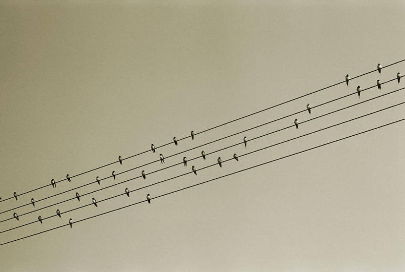 无人,横图,室外,白天,背景,仰视,美景,野生动物,台湾,一群,许多,鸟类,景观,乐谱,很多,音乐,天空,自然,电话线,景色,摄影,栖息,创造力,自然风光,音符,万里无云,高雄,式样,彩图,低角度拍摄