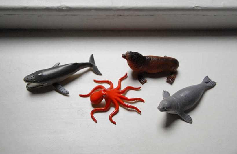 无人,躺,横图,俯视,白天,海豹,海狮,玩具,塑胶,首都,教育,窗台,四个,童年,摄影,鲸,多样,彩图,高角度拍摄