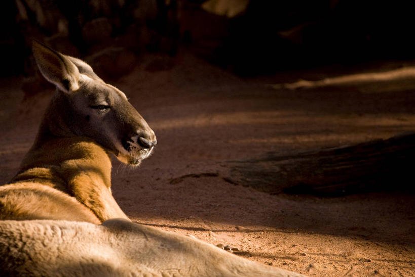 无人,横图,室外,特写,白天,懒惰,美景,沙漠,日光,澳大利亚,沙子,地平线,地形,景观,自然,趴着,休息,景色,放松,摄影,自然风光,悉尼,红袋鼠,新南威尔士,闭着眼睛,彩图,小睡,独处,白日梦