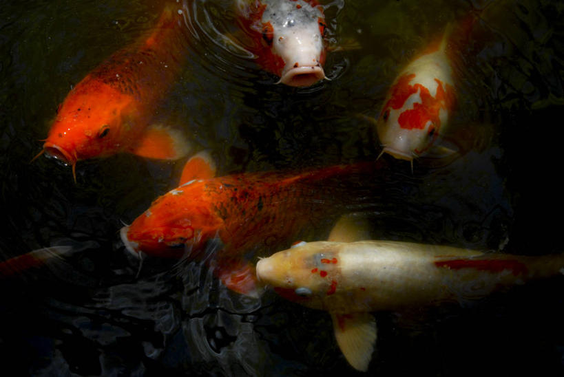 无人,横图,俯视,室外,白天,锦鲤,澳大利亚,鱼群,池塘,鱼类,橙色,摄影,优美,悉尼,新南威尔士,彩图,高角度拍摄