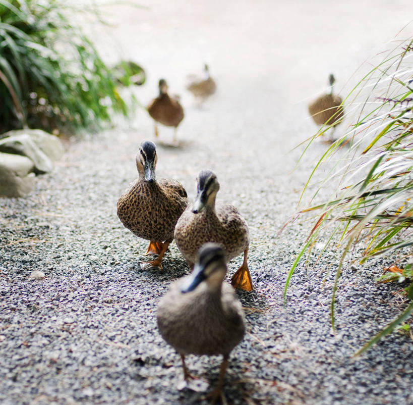 无人,方图,室外,白天,野生动物,新西兰,鸭子,摄影,海滩,步行,彩图