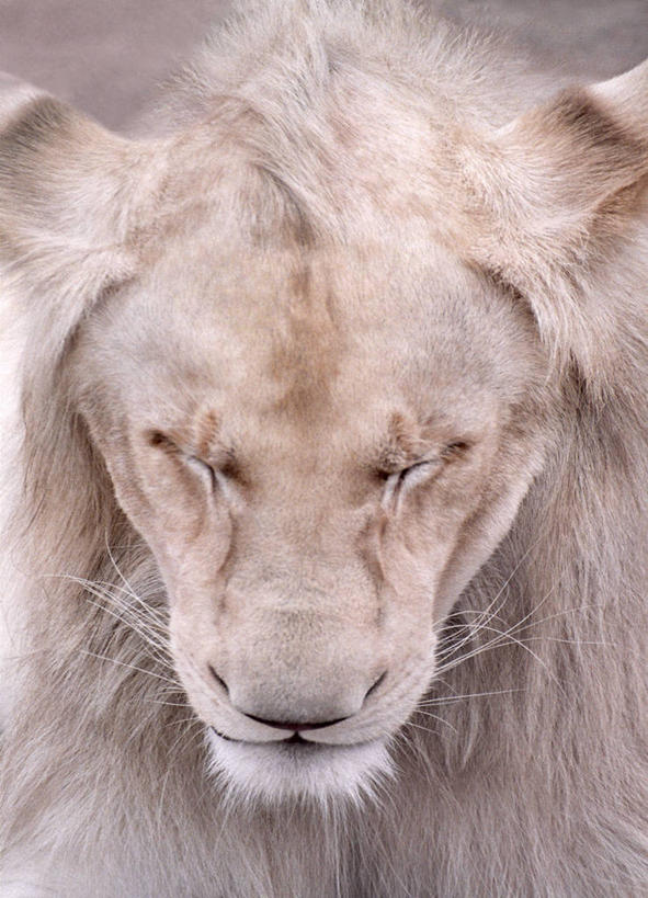 无人,竖图,室外,特写,白天,正面,纯洁,野生动物,狮子,首都,可爱,童年,童趣,摄影,童真,烂漫,无邪,塞尔维亚,天真,闭着眼睛,彩图,小睡,贝尔格雷德