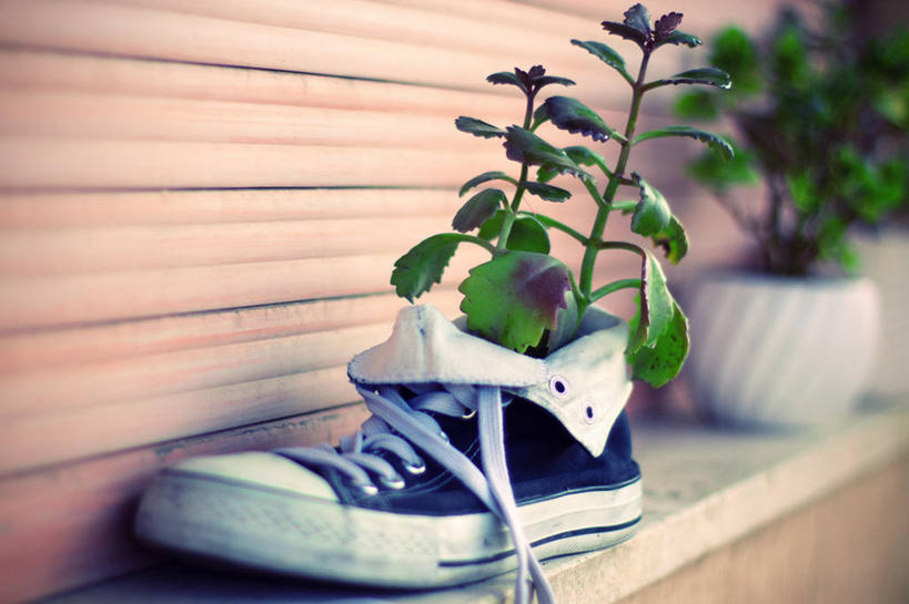 无人,横图,室内,室外,白天,节能,意大利,墙,茎,窗台,摄影,生长,帆布鞋,循环利用,巴勒莫,彩图,壁架