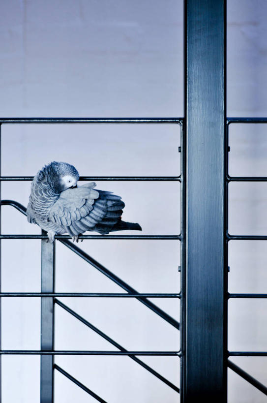 无人,栏杆,竖图,室内,楼梯,宠物,澳大利亚,灰色,摄影,栖息,清理,墨尔本,非洲灰鹦鹉,彩图