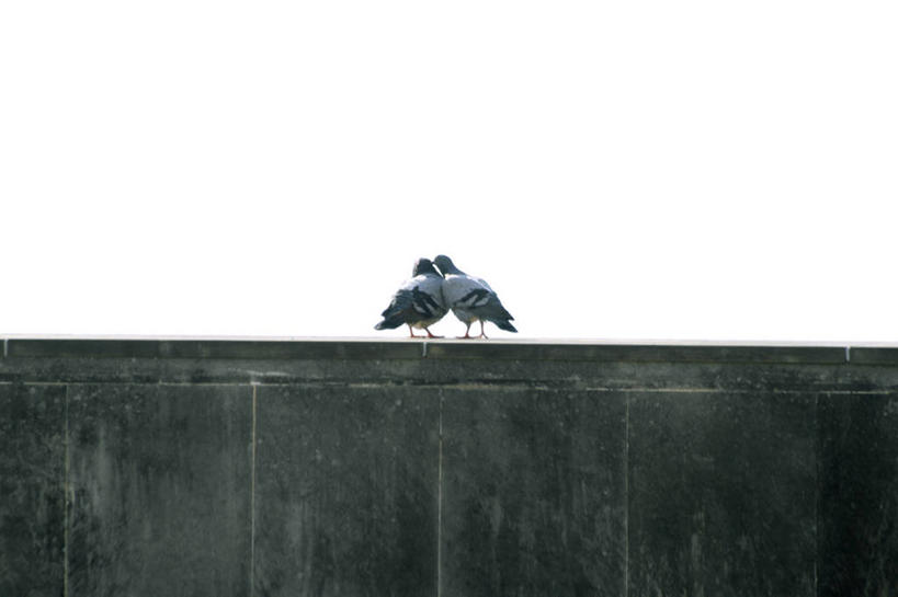 无人,横图,室外,白天,侧面,野生动物,西班牙,连接,围墙,自然,动物,两只,面对面,摄影,耳语,万里无云,彩图,爱