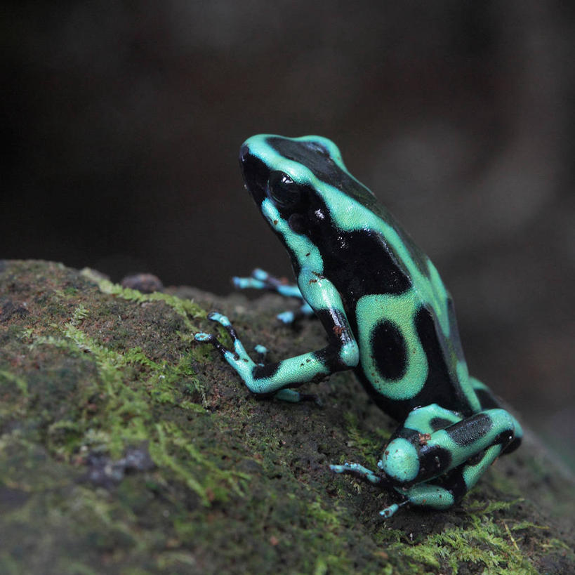 无人,坐,方图,彩色,室外,白天,野生动物,哥斯达黎加,绿色,黑色,摄影,五颜六色,色彩斑斓,北美,北美洲,美洲,五彩缤纷,北亚美利加洲,亚美利加洲,五彩斑斓,哥斯达黎加共和国,箭毒蛙,五光十色,彩图