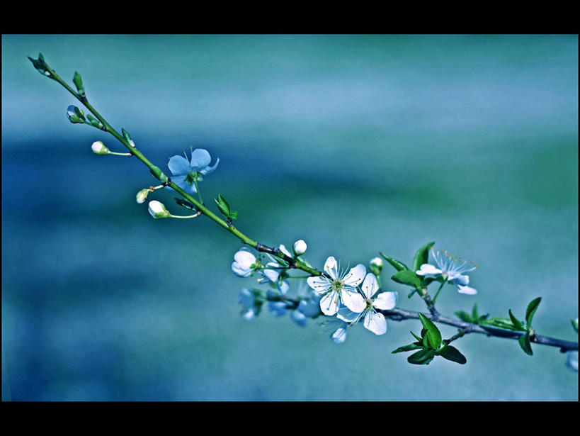 无人,横图,室外,特写,白天,美景,意大利,盛开,景观,果树,花蕾,花,花瓣,花朵,鲜花,白色,自然,花苞,花蕊,景色,摄影,宁静,脆弱,自然风光,嫩枝,彩图