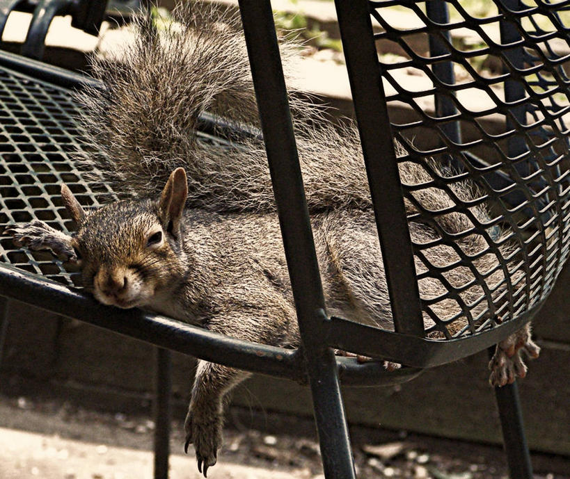 无人,横图,室外,白天,美国,长椅,松鼠,趴着,休息,放松,摄影,新泽西,彩图