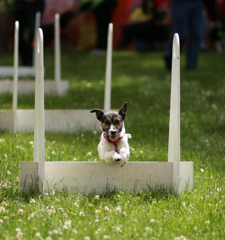 无人,跑,跳,方图,室外,白天,宠物,狗,美国,草,活力,摄影,迅速,敏捷,西雅图,跨栏,彩图