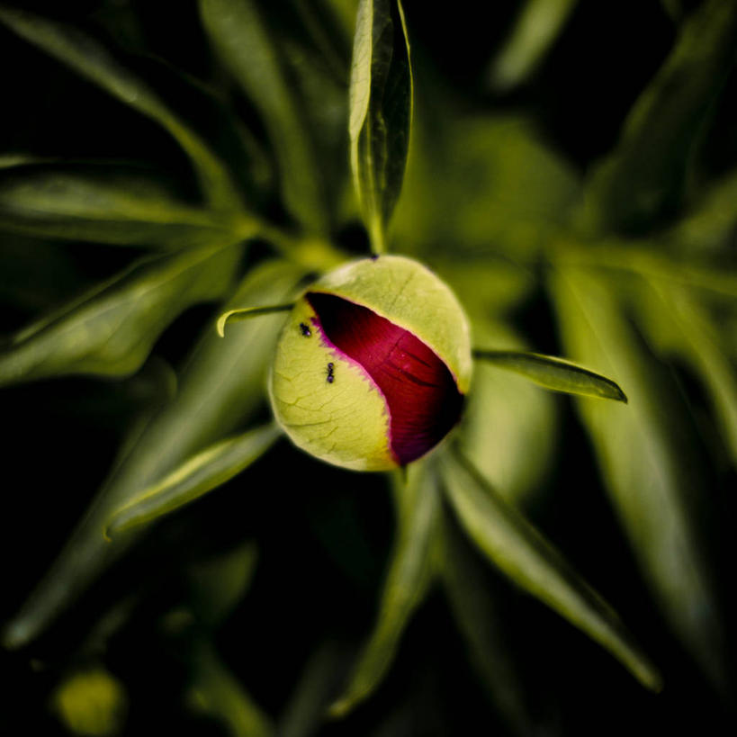 无人,方图,室外,特写,白天,西班牙,盛开,花蕾,花,花瓣,花朵,鲜花,一朵,红色,绿色,自然,花苞,花蕊,摄影,脆弱,开端,牡丹,彩图