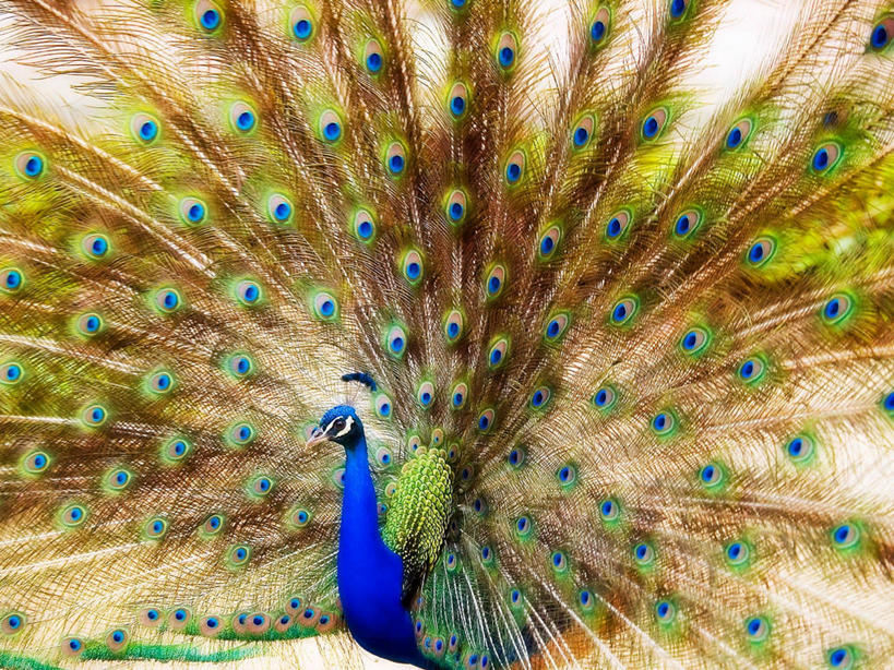 无人,站,横图,室外,白天,美景,孔雀,西班牙,尾巴,景观,自然,景色,摄影,自然风光,塔拉戈纳省,彩图