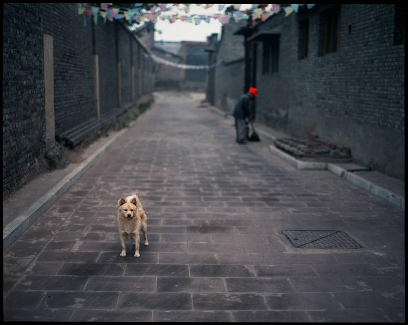 站,横图,室外,白天,建筑,街道,狗,平遥,房屋,城镇,家畜,摄影,肖像,彩图,旅行,好奇心