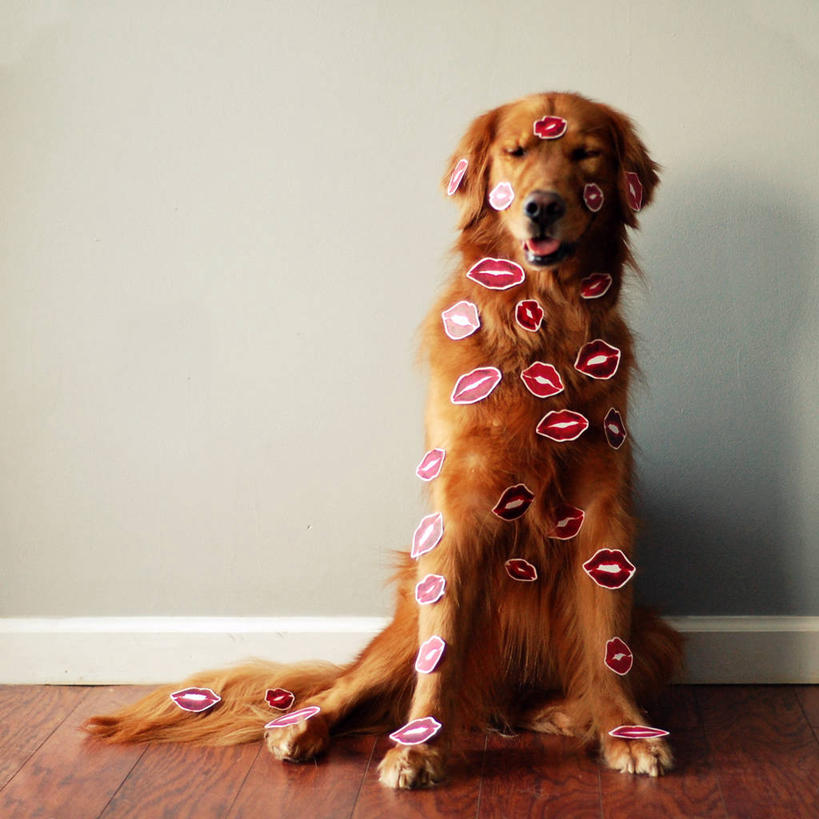 无人,坐,方图,室内,白天,建材,地板,建筑,宠物,美国,覆盖,形状,材料,木板,木材,地面,木地板,木柴,摄影,建造,木料,幽默,口红印,肖像,想象,金毛寻回犬,硬木,彩图,爱