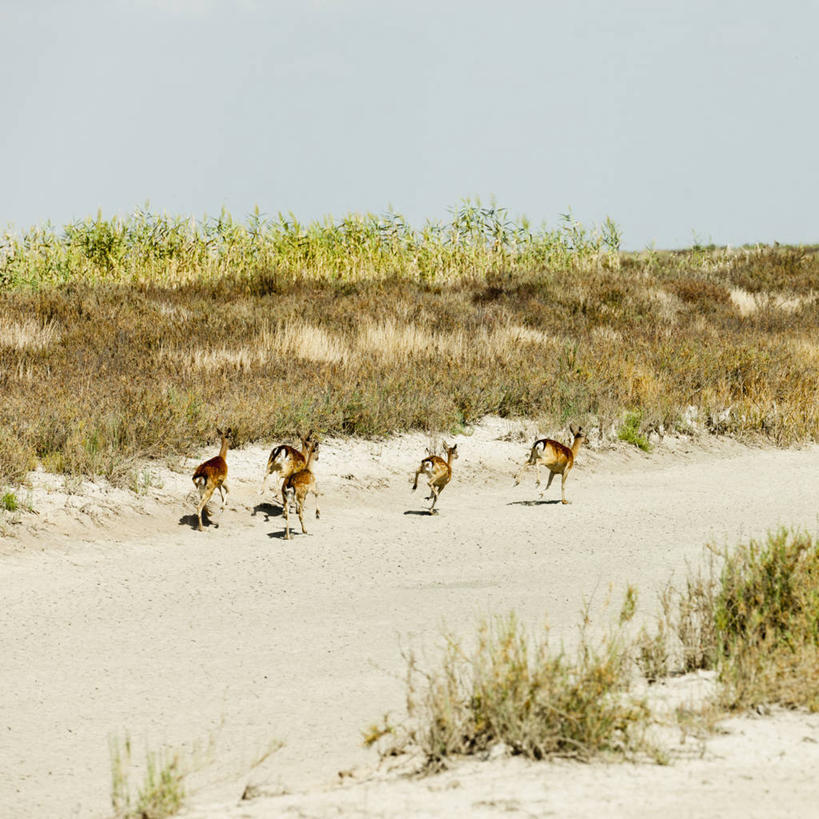 无人,跑,方图,室外,白天,鹿,西班牙,沙子,草,自然,摄影,五只,干的,安达路西亚,塞维尔,彩图,多纳纳国家公园