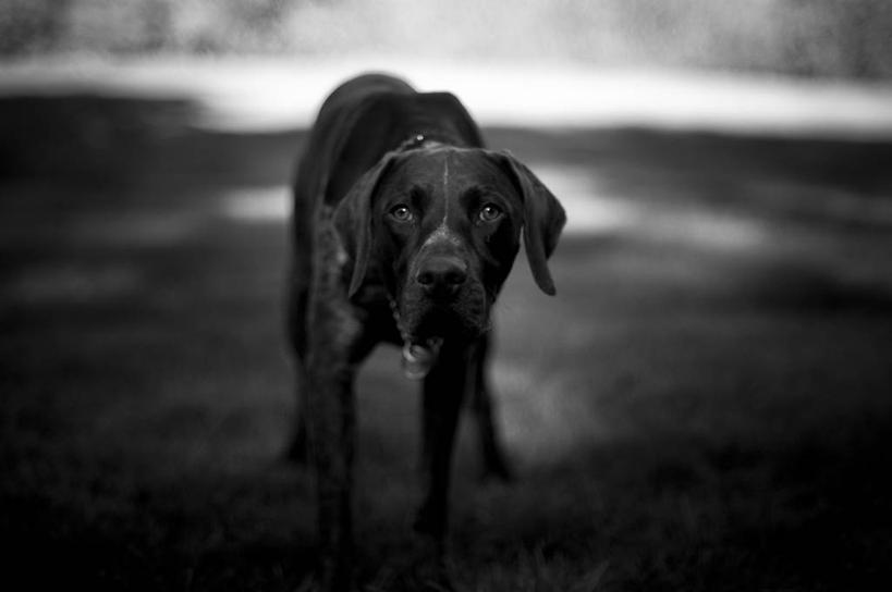 无人,站,横图,黑白,高对比度,室外,白天,宠物,美国,分析,摄影,北美,北美洲,恐怖,美洲,北亚美利加洲,亚美利加洲,密歇根,密歇根州,貂熊州,狼獾之州,狼獾州,害羞,美利坚合众国