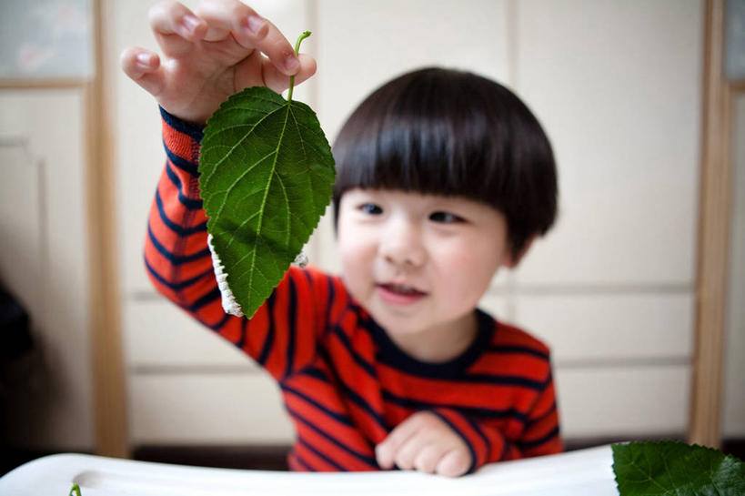 儿童,头发,一个人,横图,室外,特写,白天,正面,纯洁,叶子,上海,仅一个男性,仅一个人,条纹,检查,教育,休闲装,小孩,黑色,自然,仅一个小孩,可爱,探索,童年,童趣,摄影,专心,桑叶,童真,烂漫,无邪,天真,男孩,男人,男性,中国人,孩子,半身,彩图,男生,幼儿,好奇心