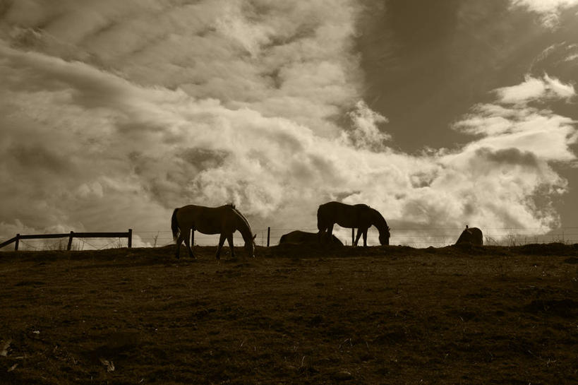 无人,站,横图,室外,白天,山,多云,马,美国,云,自然,动物,两只,家畜,摄影,牲畜,宁静,蒙大拿州,彩图