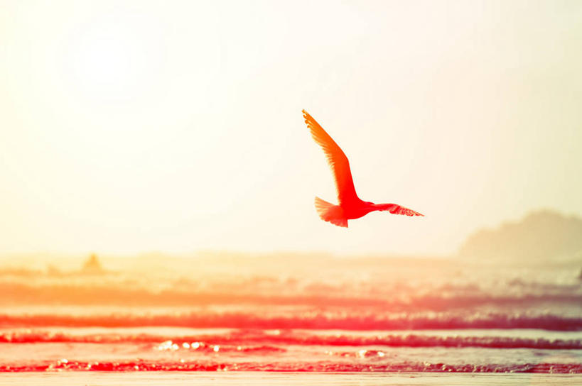 无人,横图,室外,白天,海洋,海鸥,野生动物,英国,鸟类,飞,自然,波浪,摄影,剪影,康沃尔,彩图,西南英格兰