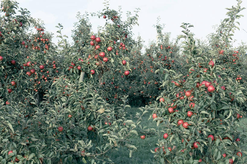 无人,横图,室外,白天,苹果,水果,德国,许多,汉堡,很多,饮食,天空,自然,摄影,生长,清新,苹果树,彩图