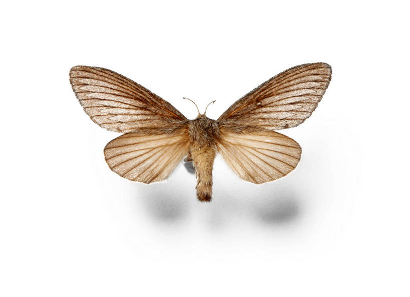 无人,横图,特写,白色背景,野生动物,蝴蝶,阴影,昆虫,褐色,摄影,脆弱,蛾,彩图,影棚拍摄