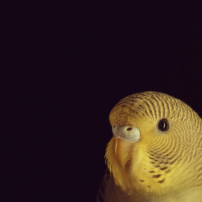 无人,方图,特写,野生动物,鹦鹉,约旦,黑色背景,鸟类,首都,黄色,摄影,安曼,彩图,影棚拍摄