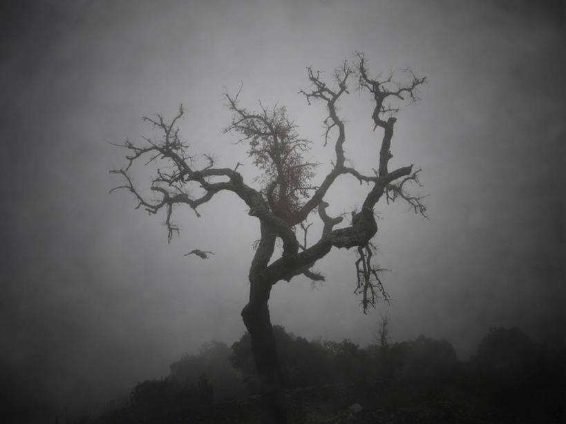 无人,横图,黑白,室外,白天,雾,野生动物,西班牙,半空,飞,天空,自然,摄影,鹳,剪影,晕影