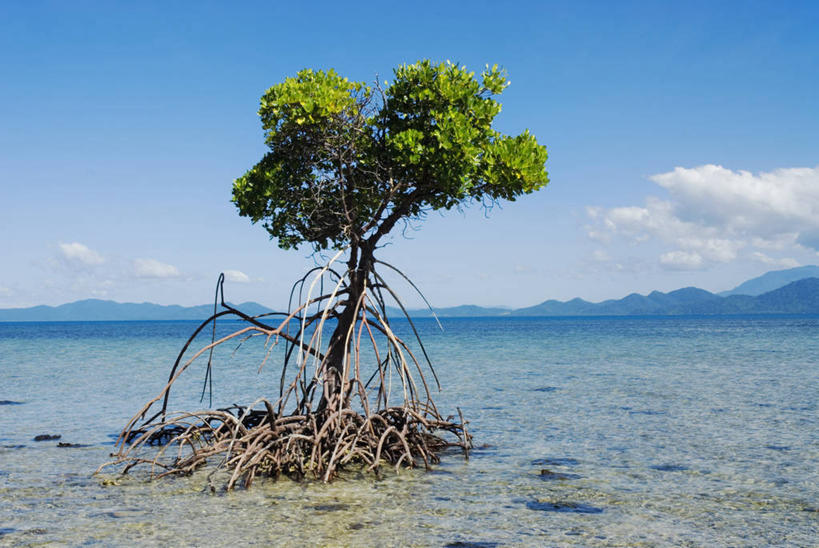 无人,横图,室外,白天,寂寞,海洋,山脉,澳大利亚,云,风景,天空,自然,摄影,生长,宁静,凯恩斯,彩图,红树林