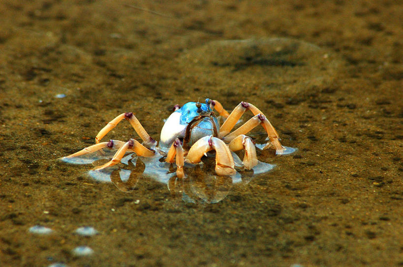 无人,横图,室外,特写,白天,水,野生动物,澳大利亚,海岸线,自然,摄影,退潮,新南威尔士,彩图