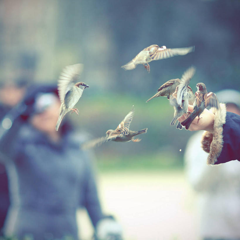 手,方图,室外,特写,白天,自由,法国,巴黎,巴黎圣母院,麻雀,鸟类,食品,首都,半空,飞,人体,摄影,部分,关爱,法国文化,喂养,彩图