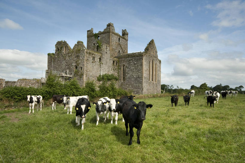 无人,横图,室外,白天,美景,建筑,爱尔兰,一群,许多,破碎,景观,田地,云,很多,历史,破坏,破损,废墟,草,树,自然,家畜,景色,摄影,宁静,粉碎,损坏,自然风光,毁坏,摧毁,母牛,修院,韦克斯福德郡,步行,彩图,家牛,过去