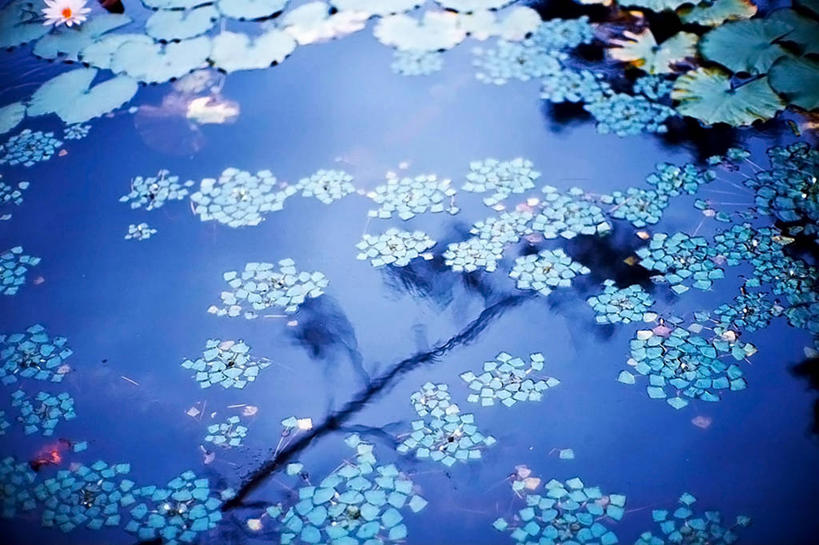 无人,公园,横图,室外,特写,白天,美景,森林,植物,日本,漂浮,反射,景观,自然,景色,摄影,脆弱,清新,自然风光,神户,式样,死水,彩图