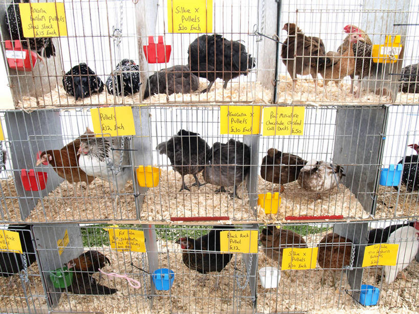 无人,横图,室外,白天,英国,一群,许多,标签,笼子,鸟笼,很多,家畜,零售,摄影,牲畜,多样,价格标签,康沃尔,彩图