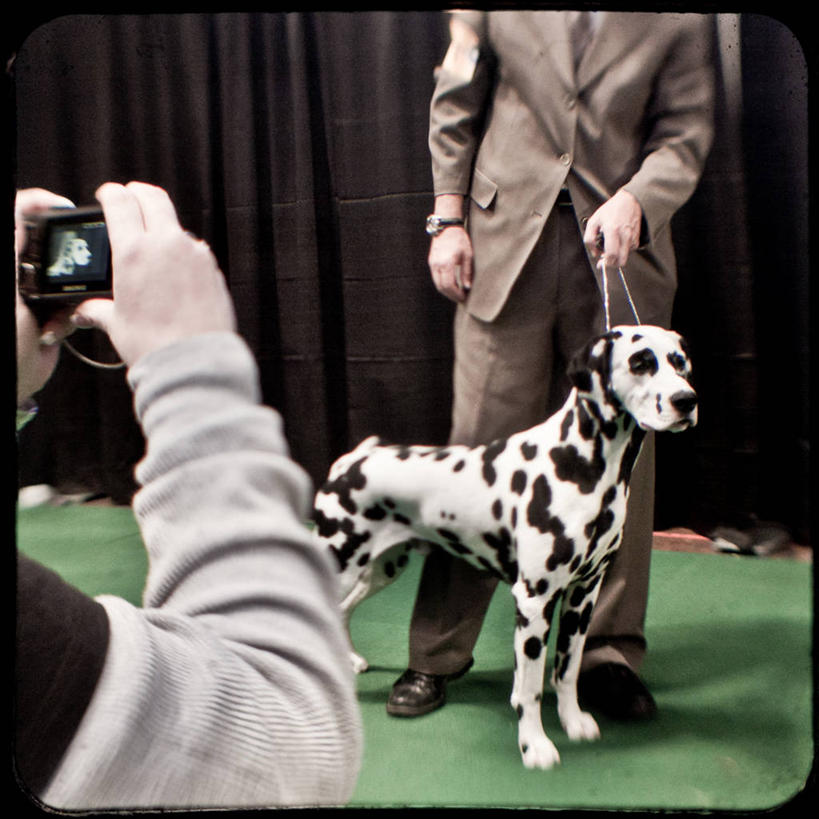 成年人,手,两个人,站,方图,室内,宠物,狗,相机,纽约,美国,套装,大麦町,古典,拿着,休闲装,拍照,家畜,人体,摄影,部分,忠诚,纽约州,男人,女人,彩图,服从