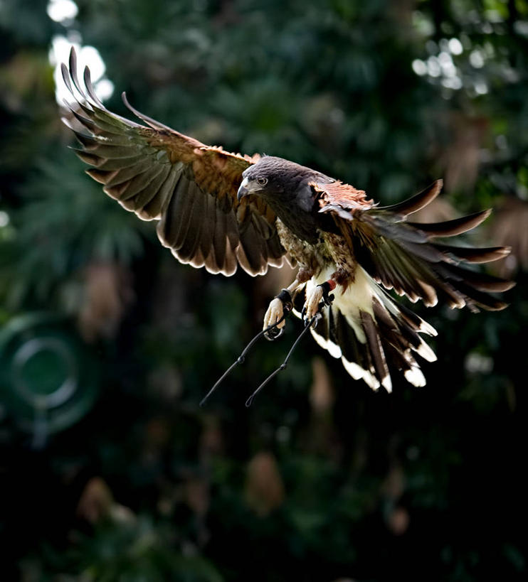 无人,竖图,室外,特写,白天,野生动物,新加坡,鸟类,半空,着陆,拿着,飞,自然,平衡,摄影,敏捷,哈里斯鹰,彩图