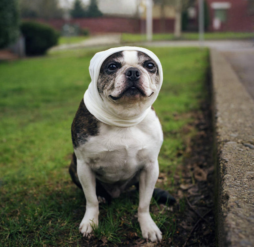 无人,坐,横图,室外,特写,白天,宠物,狗,美国,小的,头巾,头饰,草,发饰,家畜,摄影,保护,俄勒冈州,彩图,波士顿猎犬