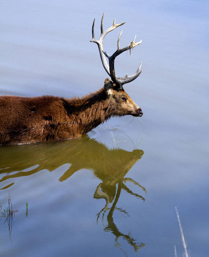 无人,竖图,室外,特写,白天,水,鹿,野生动物,印度,反射,摄影,鹿角,沼泽鹿,彩图,坎哈国家公园