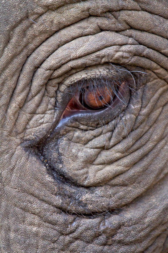 无人,竖图,室外,野生动物,印度,摄影,象,彩图,全画面,全框架,全帧,全画幅,感知