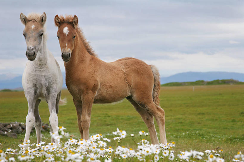 无人,站,横图,室外,特写,白天,山,植物,马,地形,田地,云,褐色,草,花,白色,自然,动物,两只,家畜,摄影,牲畜,食草动物,生长,脆弱,清新,驹,彩图