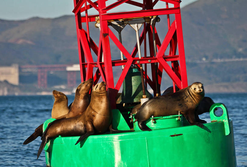 无人,躺,横图,室外,白天,山,海狮,野生动物,美国,海湾,放松,摄影,浮标,五只,加利福尼亚,金门大桥,彩图