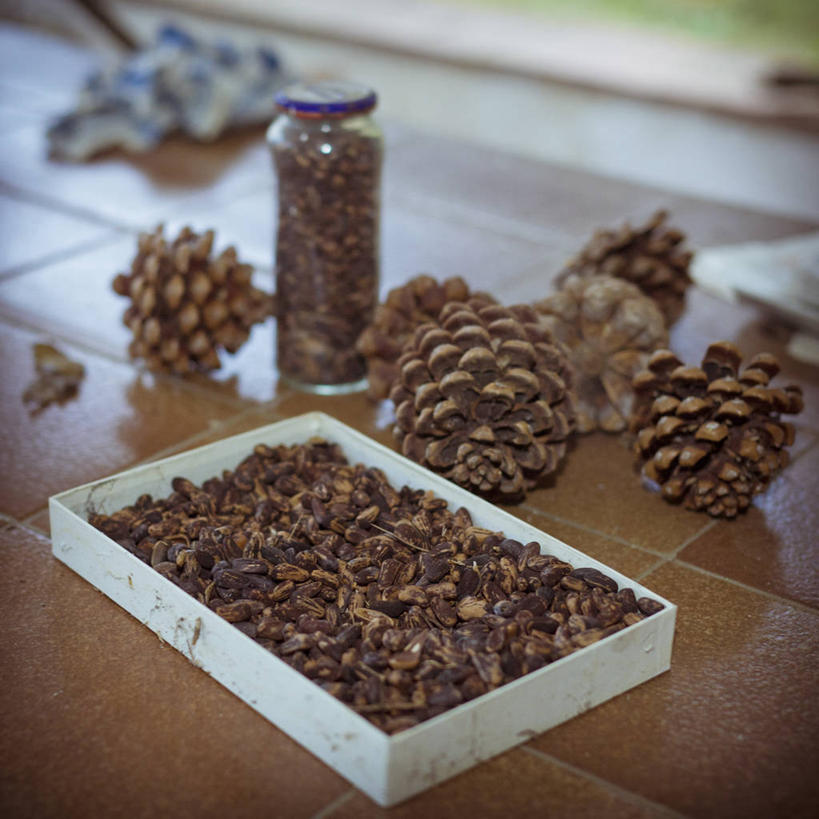 无人,方图,室内,白天,桌子,松树,西班牙,巴塞罗那,餐盘,松子,松子仁,饮食,摄影,松仁,清新,坚定,广口瓶,健康食物,长寿,松籽仁,贞洁,伞松,彩图,防火树,金松