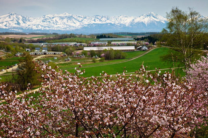 无人,横图,室外,美景,山,雪山,北海道,日本,地形,景观,田地,树,风景,自然,景色,摄影,宁静,自然风光,美瑛,彩图