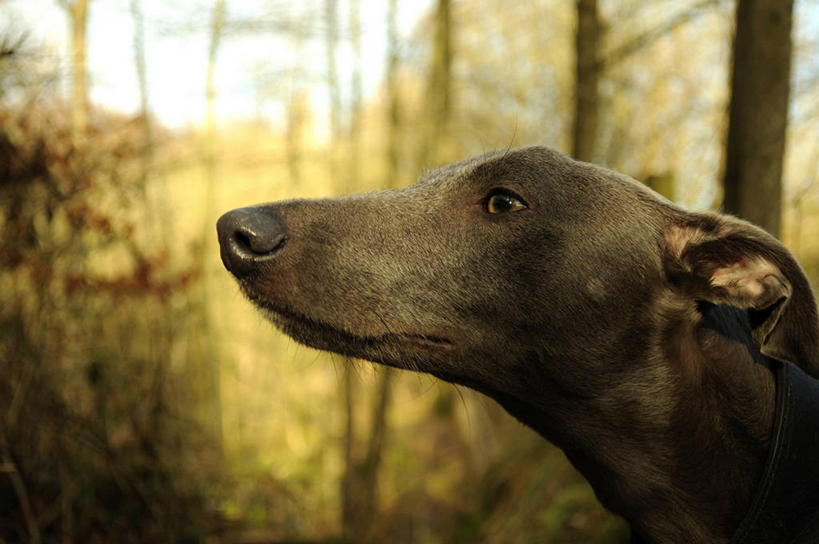 无人,横图,室外,特写,白天,狗,英国,闻,树,家畜,凝视,摄影,彩图,好奇心