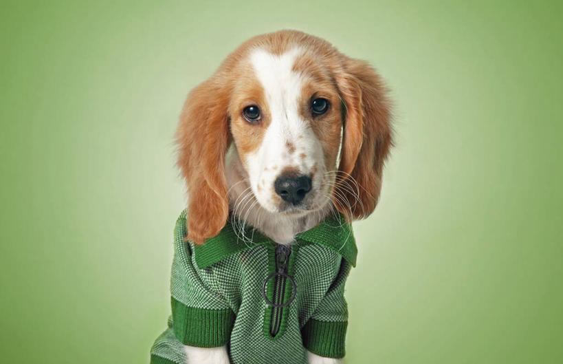 无人,横图,特写,衬衫,狗,西班牙,绿色背景,小狗,T恤,休闲装,绿色,动物,家畜,摄影,英国小猎犬,卡斯特利翁省,彩图,影棚拍摄