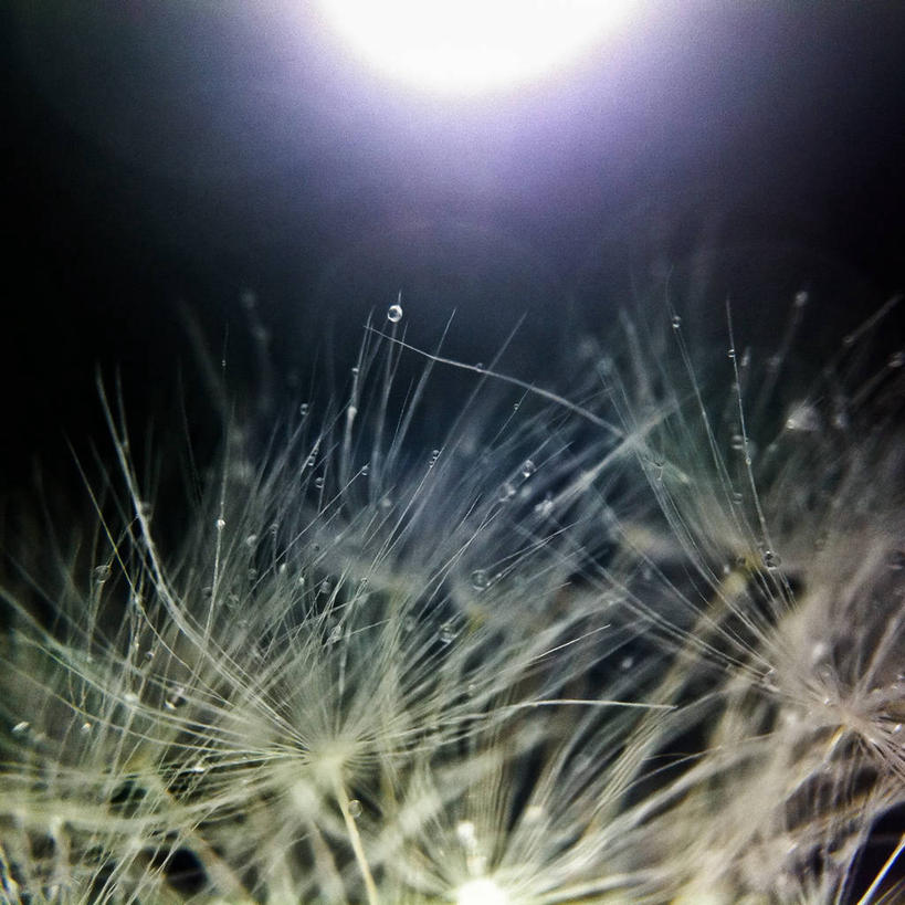 无人,方图,室外,特写,白天,爱情,水,蒲公英,日光,英国,水滴,种子,自然,摄影,生长,逆光,纯净,开朗,汉普郡,蒲公草,尿床草,黄花地丁,彩图