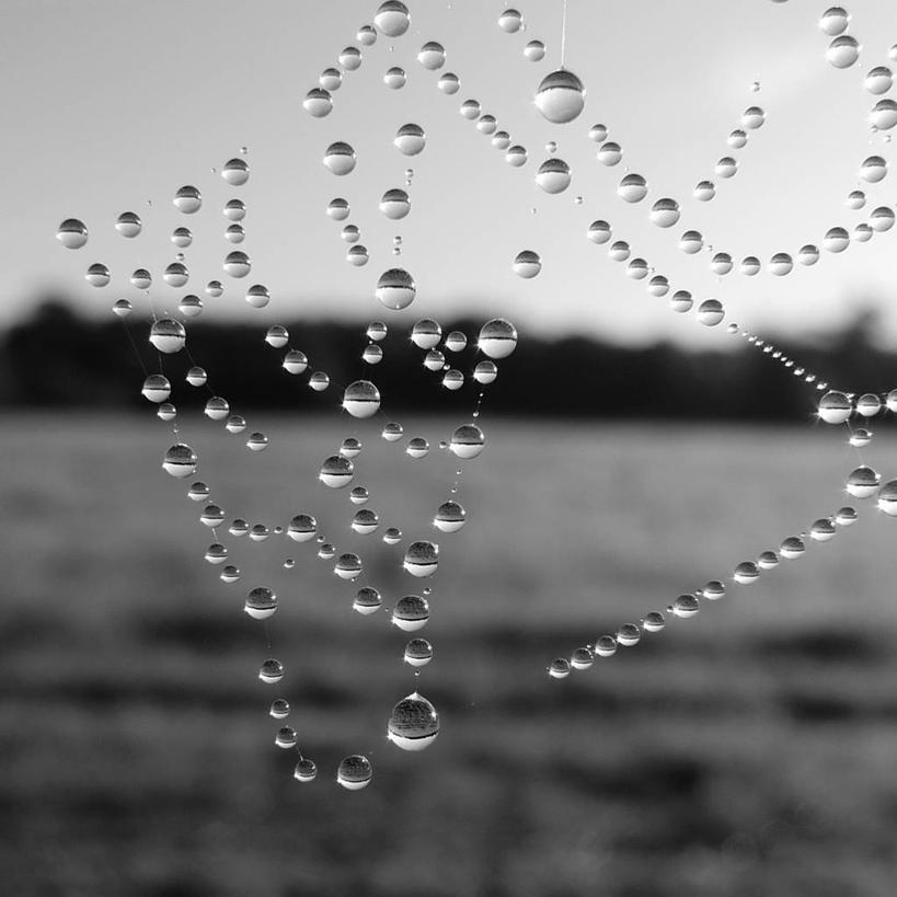 无人,方图,黑白,室外,特写,白天,英国,欧洲,锐利,蜘蛛网,水滴,联系,英格兰,摄影,复杂,锋利,尖锐,脆弱,早晨,西欧,大不列颠,多塞特郡,大不列颠及北爱尔兰联合王国,大不列颠及爱尔兰联合王国,英吉利,多塞特,伯恩茅斯,行政区,西南英格兰,大不列颠王国,大英帝国,联合王国,日不落帝国