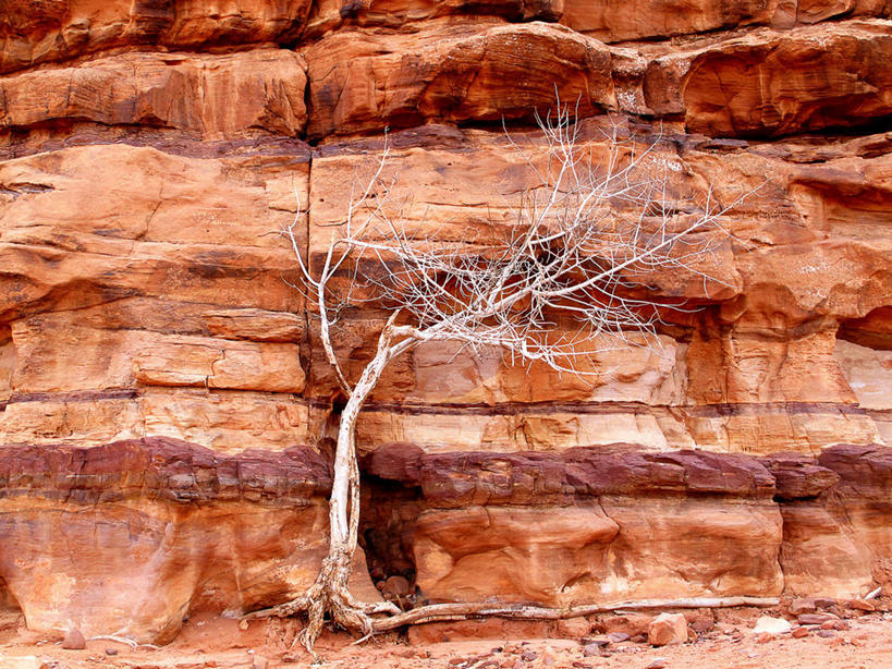 无人,横图,室外,白天,沙漠,山,约旦,自然,摄影,生长,宁静,岩石,彩图