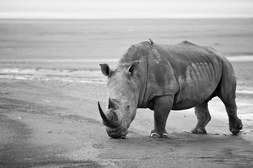 无人,横图,黑白,室外,白天,侧面,湖,野生动物,肯尼亚,鸟类,河岸,水平线,自然,动物,两只,摄影,白犀牛,马赛马拉国家保护区